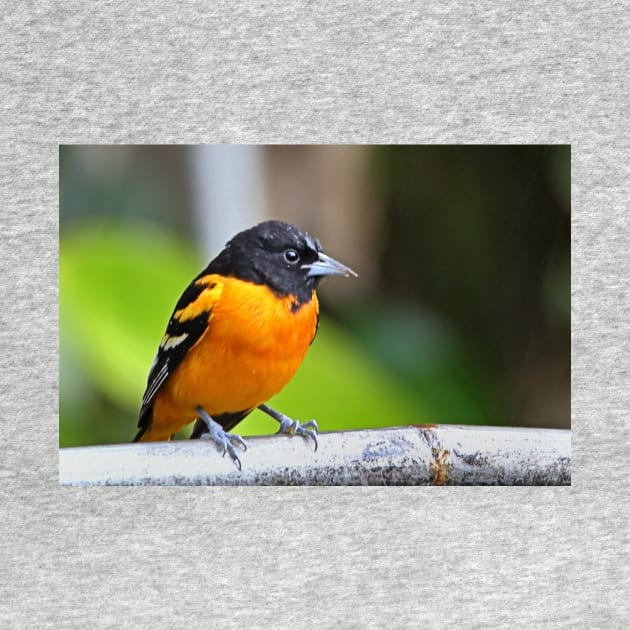 Baltimore Oriole by Carole-Anne